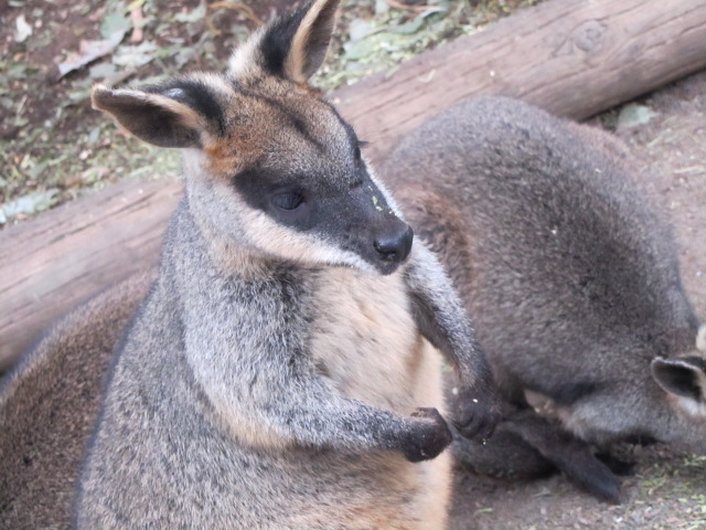 WILD LIFE Sydney Zoo-Gabriella Hall