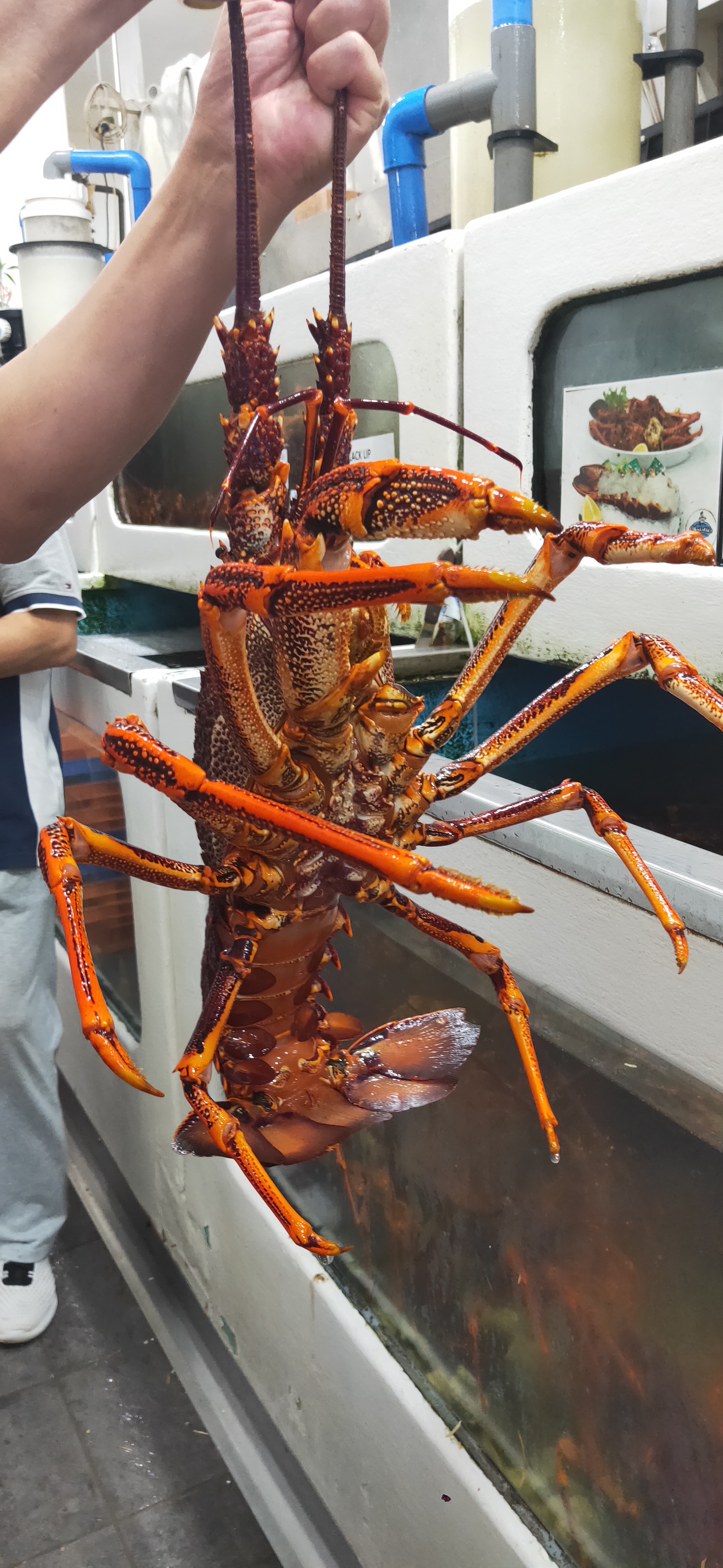 Sydney Fish Market-Elizabeth Morgan