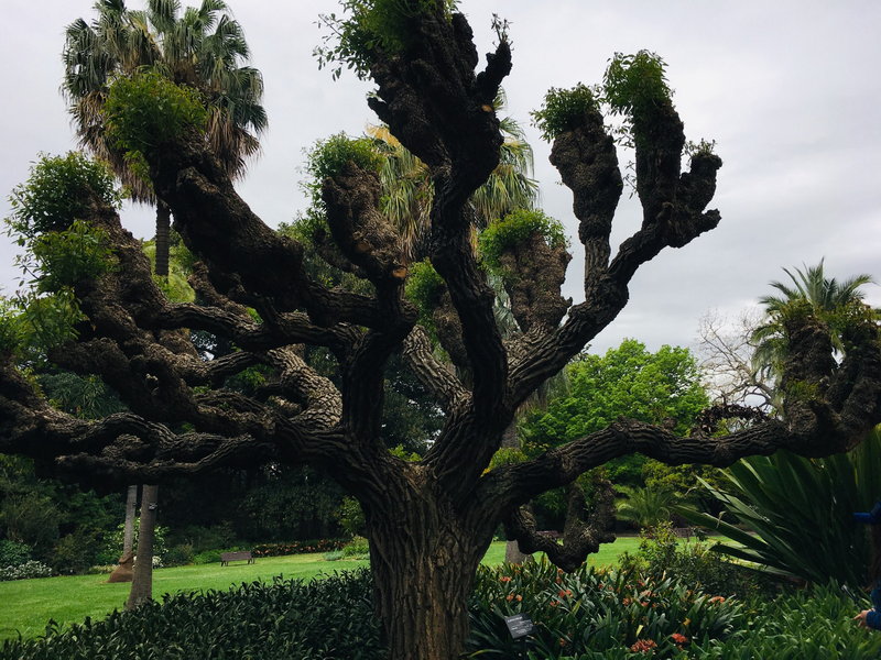Royal Botanic Garden-Lucia Griffin