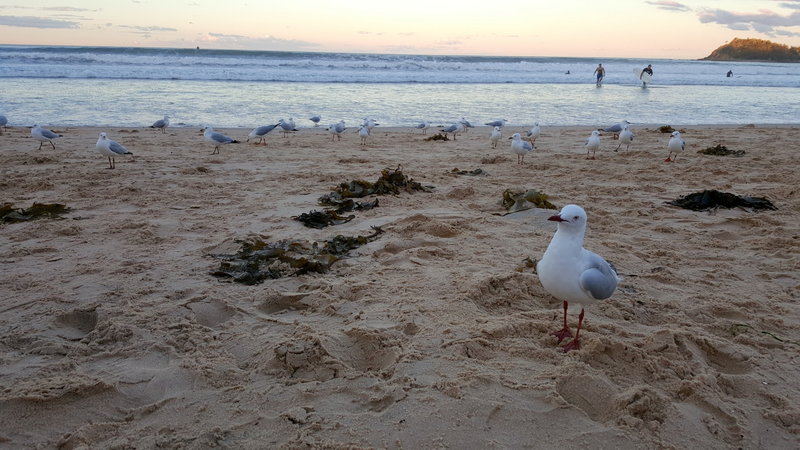Manly Beach-Ella Blackwood