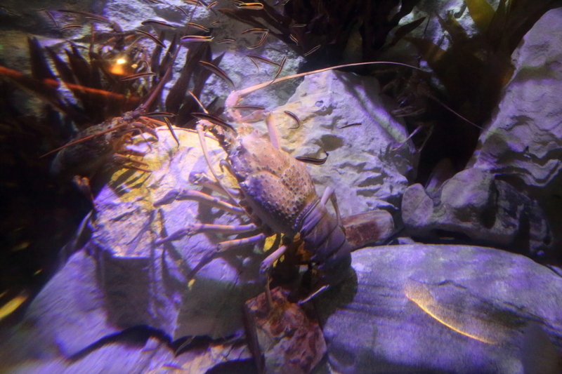 SEA LIFE Sydney Aquarium-Samuel Collins