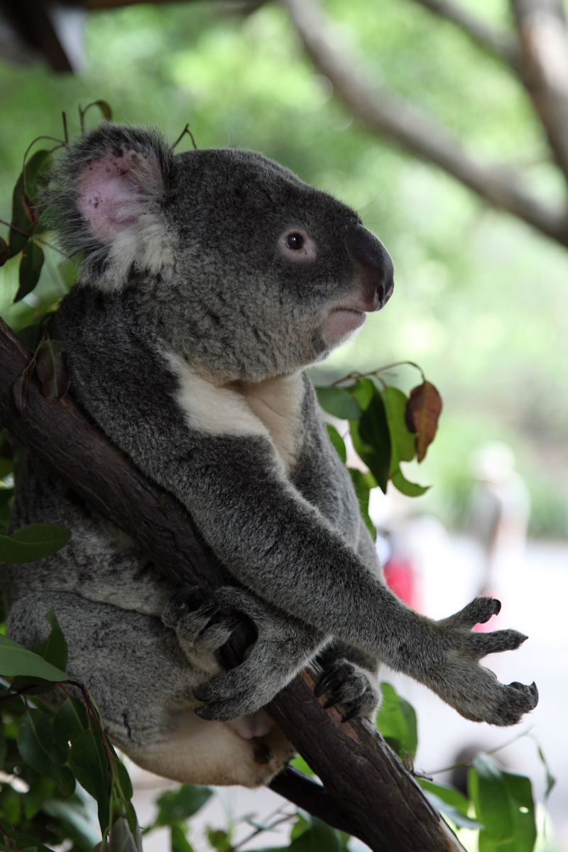Australia 14 Days: Brisbane - Lamington National Park - Whitsunday Islands - Great Barrier Reef - Sydney