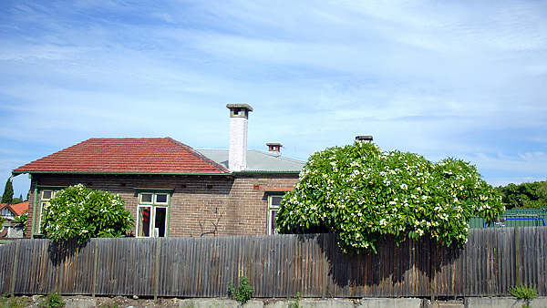 Sydney, Passing By Your Garden Gate