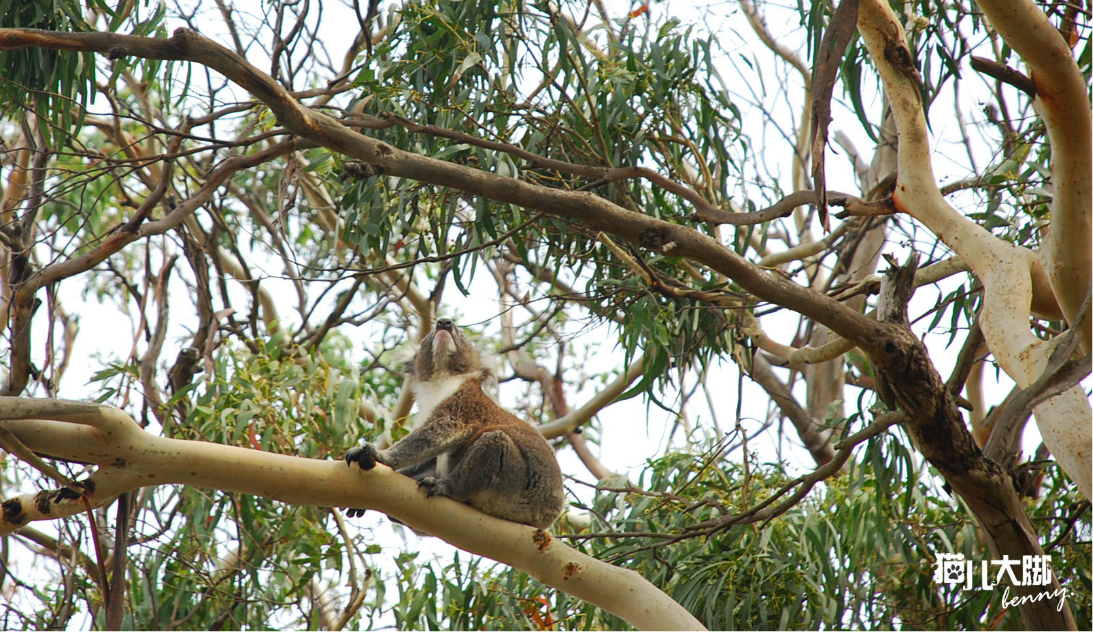 2023.3.26 “Encountering” Koalas on the Great Ocean Road