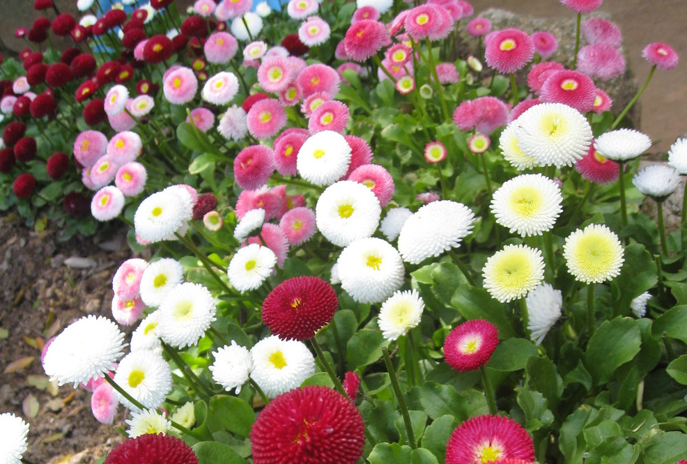 October, Canberra Floriade Festival